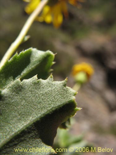 Imágen de Haploppapus sp. #1680 (). Haga un clic para aumentar parte de imágen.