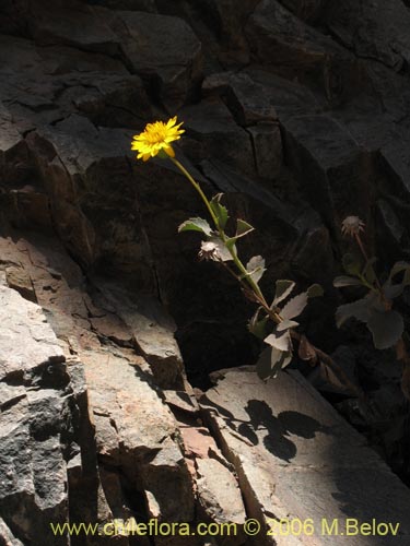 Imágen de Haploppapus sp. #1680 (). Haga un clic para aumentar parte de imágen.