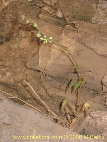 Imágen de Caiophora silvestris (Ortiga caballuna). Haga un clic para aumentar parte de imágen.