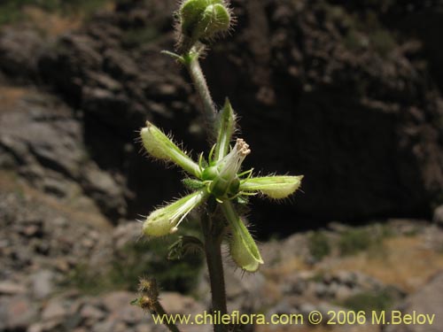 Image of Caiophora silvestris (Ortiga caballuna). Click to enlarge parts of image.