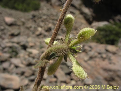 Image of Caiophora silvestris (Ortiga caballuna). Click to enlarge parts of image.