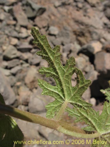 Bild von Caiophora silvestris (Ortiga caballuna). Klicken Sie, um den Ausschnitt zu vergrössern.