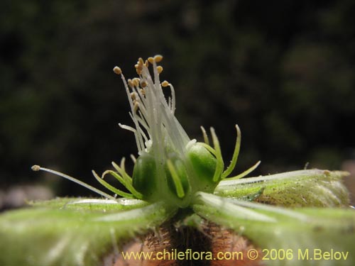 Image of Caiophora silvestris (Ortiga caballuna). Click to enlarge parts of image.