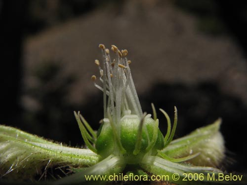 Image of Caiophora silvestris (Ortiga caballuna). Click to enlarge parts of image.