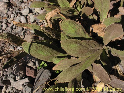 Bild von Calceolaria paralia (Capachito de las vegas / topa-topa). Klicken Sie, um den Ausschnitt zu vergrössern.