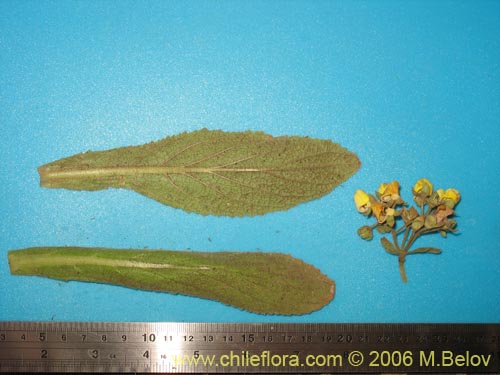 Image of Calceolaria paralia (Capachito de las vegas / topa-topa). Click to enlarge parts of image.