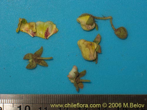 Image of Calceolaria paralia (Capachito de las vegas / topa-topa). Click to enlarge parts of image.