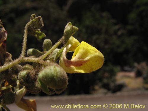 Image of Calceolaria paralia (Capachito de las vegas / topa-topa). Click to enlarge parts of image.