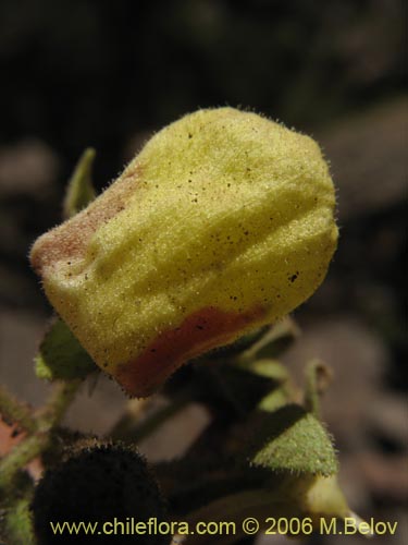 Image of Calceolaria paralia (Capachito de las vegas / topa-topa). Click to enlarge parts of image.