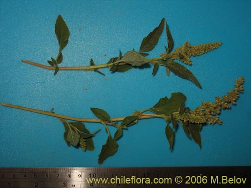 Image of Unidentified Plant sp. #2421 (). Click to enlarge parts of image.