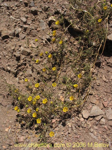 Imágen de Scyphanthus elegans (Monjita). Haga un clic para aumentar parte de imágen.