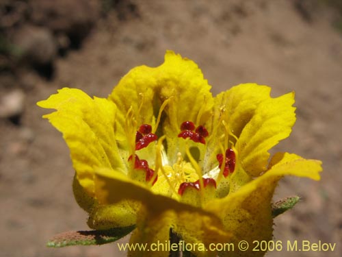 Imágen de Scyphanthus elegans (Monjita). Haga un clic para aumentar parte de imágen.