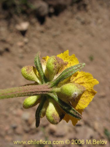 Imágen de Scyphanthus elegans (Monjita). Haga un clic para aumentar parte de imágen.