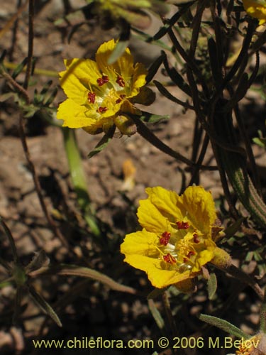 Imágen de Scyphanthus elegans (Monjita). Haga un clic para aumentar parte de imágen.