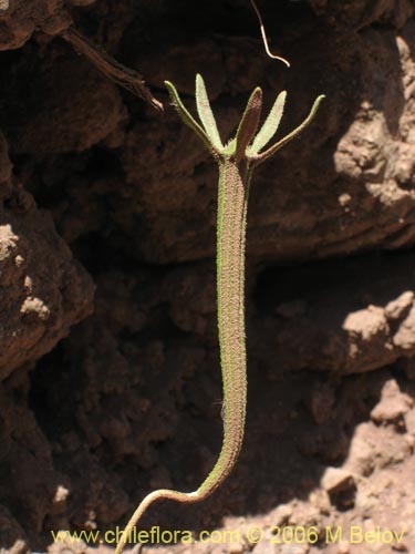 Imágen de Scyphanthus elegans (Monjita). Haga un clic para aumentar parte de imágen.