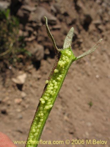 Imágen de Scyphanthus elegans (Monjita). Haga un clic para aumentar parte de imágen.