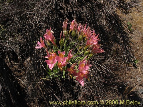 Alstroemeria ligtu ssp. incarnataの写真