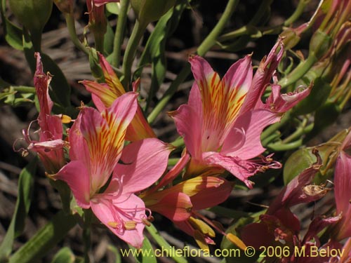 Alstroemeria ligtu ssp. incarnata의 사진