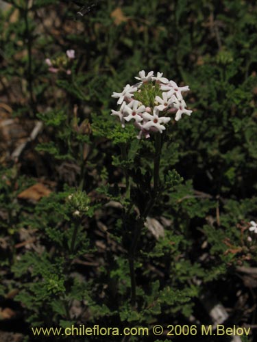 Image of Verbena sp. #3044 (). Click to enlarge parts of image.