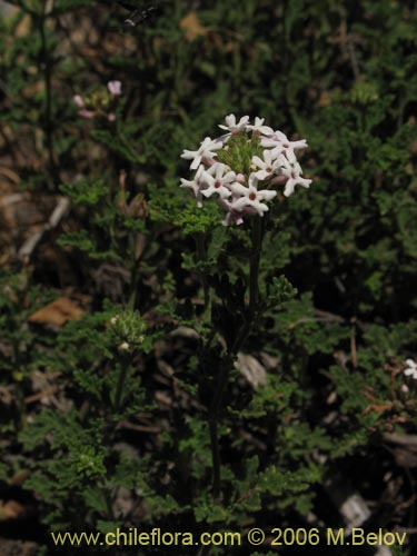 Bild von Verbena sp. #3044 (). Klicken Sie, um den Ausschnitt zu vergrössern.