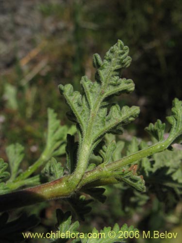 Bild von Verbena sp. #3044 (). Klicken Sie, um den Ausschnitt zu vergrössern.