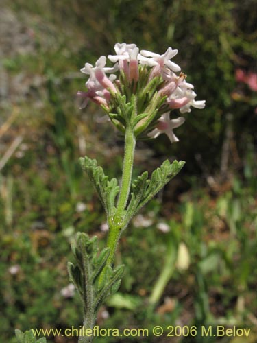 Bild von Verbena sp. #3044 (). Klicken Sie, um den Ausschnitt zu vergrössern.