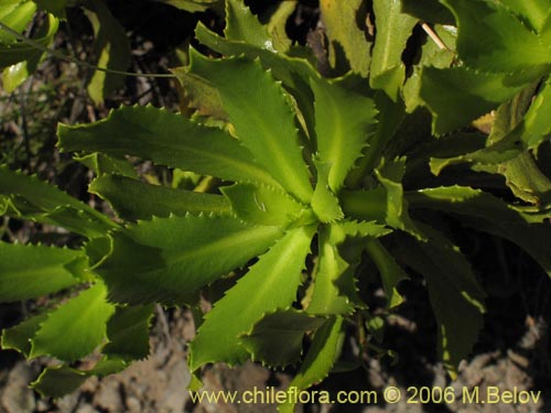 Image of Haplopappus taeda (Bailahuén). Click to enlarge parts of image.