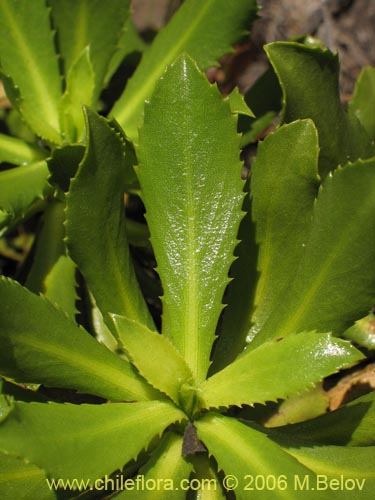 Image of Haplopappus taeda (Bailahuén). Click to enlarge parts of image.