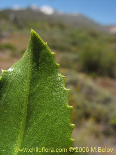 Imágen de Haplopappus taeda (Bailahuén). Haga un clic para aumentar parte de imágen.