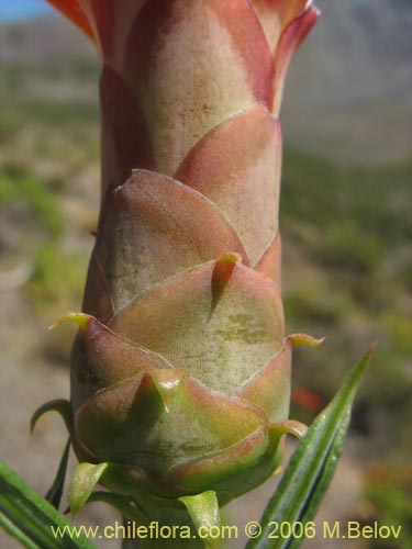 Bild von Mutisia subulata fma. rosmarinifolia (Hierba del jote / Flor de la granada). Klicken Sie, um den Ausschnitt zu vergrössern.
