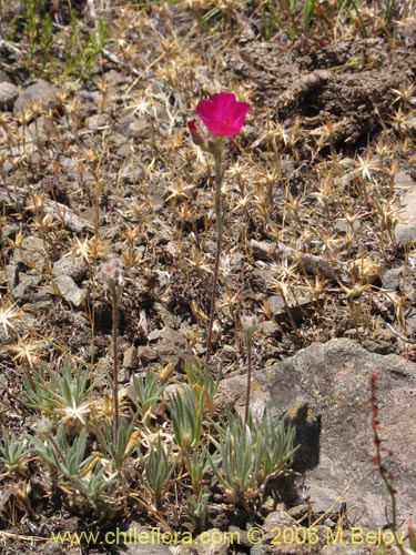 Imágen de Montiopsis sp. #7536 (). Haga un clic para aumentar parte de imágen.