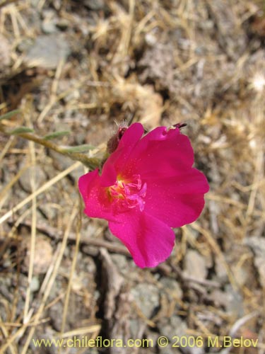 Bild von Montiopsis sp. #7536 (). Klicken Sie, um den Ausschnitt zu vergrössern.