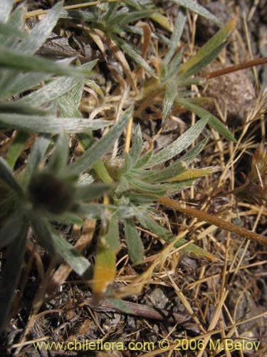 Imágen de Montiopsis sp. #7536 (). Haga un clic para aumentar parte de imágen.