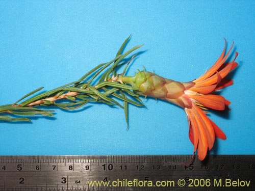 Bild von Mutisia subulata fma. rosmarinifolia (Hierba del jote / Flor de la granada). Klicken Sie, um den Ausschnitt zu vergrössern.