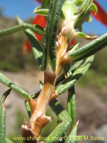 Imágen de Mutisia subulata fma. rosmarinifolia (Hierba del jote / Flor de la granada). Haga un clic para aumentar parte de imágen.