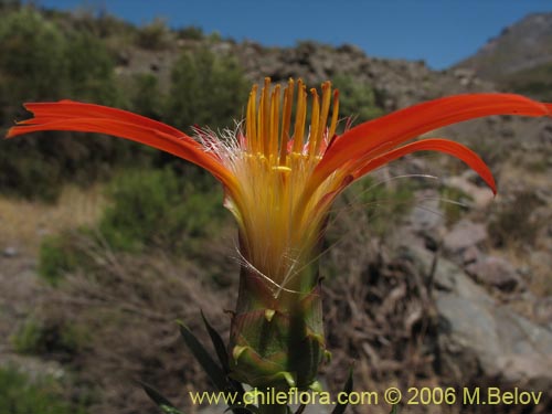 Imágen de Mutisia subulata fma. rosmarinifolia (Hierba del jote / Flor de la granada). Haga un clic para aumentar parte de imágen.