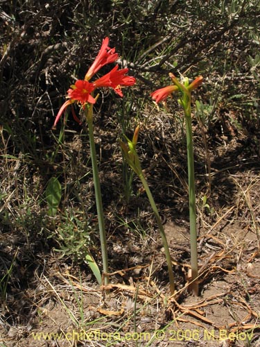 Image of Famatina cisandina (). Click to enlarge parts of image.