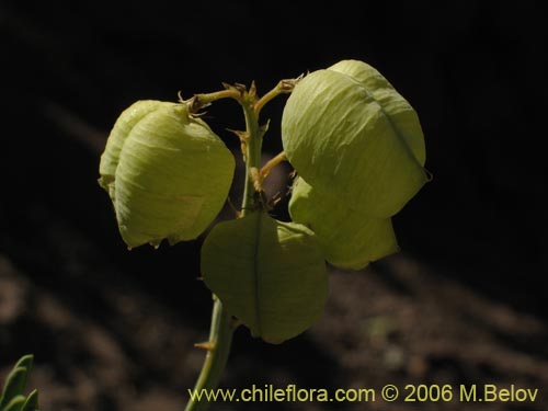 Astragalus pehuenches的照片