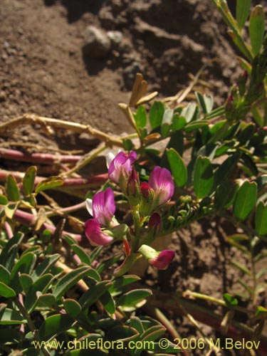 Bild von Astragalus pehuenches (). Klicken Sie, um den Ausschnitt zu vergrössern.