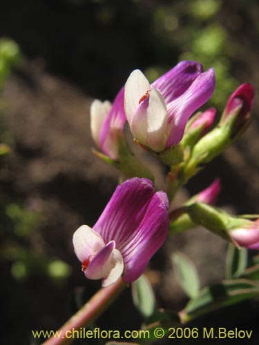 Astragalus pehuenches의 사진