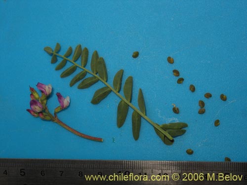 Image of Astragalus pehuenches (). Click to enlarge parts of image.