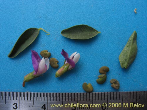 Image of Astragalus pehuenches (). Click to enlarge parts of image.