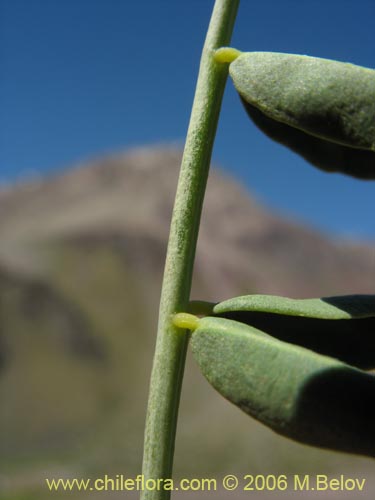 Фотография Astragalus pehuenches (). Щелкните, чтобы увеличить вырез.