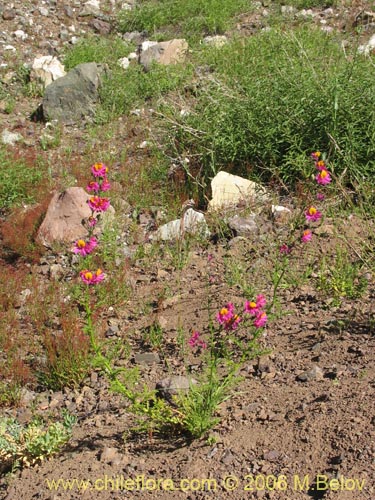 Imágen de Schizanthus grahamii (Mariposita). Haga un clic para aumentar parte de imágen.