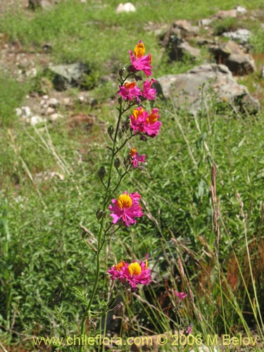 Bild von Schizanthus grahamii (Mariposita). Klicken Sie, um den Ausschnitt zu vergrössern.