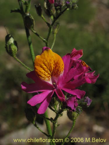 Bild von Schizanthus grahamii (Mariposita). Klicken Sie, um den Ausschnitt zu vergrössern.