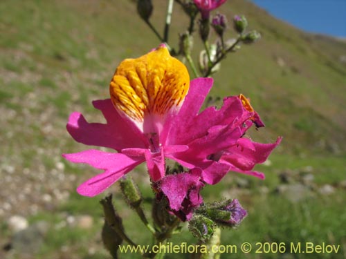 Imágen de Schizanthus grahamii (Mariposita). Haga un clic para aumentar parte de imágen.