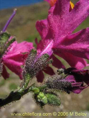 Imágen de Schizanthus grahamii (Mariposita). Haga un clic para aumentar parte de imágen.