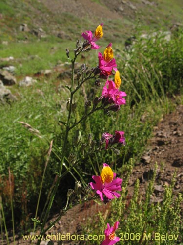 Imágen de Schizanthus grahamii (Mariposita). Haga un clic para aumentar parte de imágen.