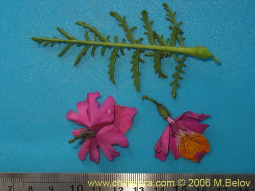 Image of Schizanthus grahamii (Mariposita). Click to enlarge parts of image.